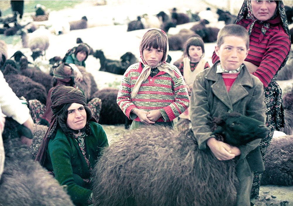 A herd of goats being reared by nomads in the Iranian mountains
